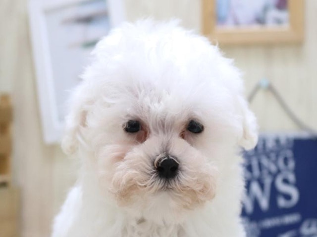 鳥取県のハーフ犬 (ペッツワンFC鳥取店/2024年1月22日生まれ/男の子/クリームホワイト)の子犬